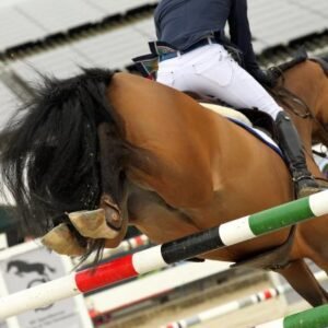 Hickstead hind boots - Image 3