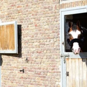 Kentucky Horsewear Sheepskin Halter Set - Image 4