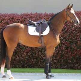 Kentucky Short Stud Girth - Image 5