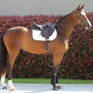 Kentucky Short Stud Girth - Image 5