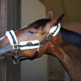 Kentucky Horsewear Nylon Sheepskin Halter - Image 4