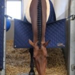 Kentucky Horsewear Stable Guard Navy