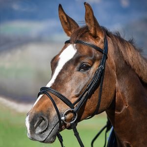 Amerigo Flash Bridle With Reins - Image 1