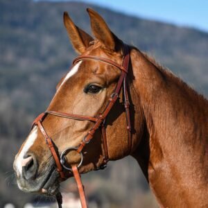 Amerigo Grackle Bridle With Reins - Image 1