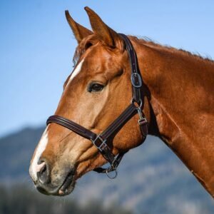 Amerigo HEADCOLLAR - Image 1