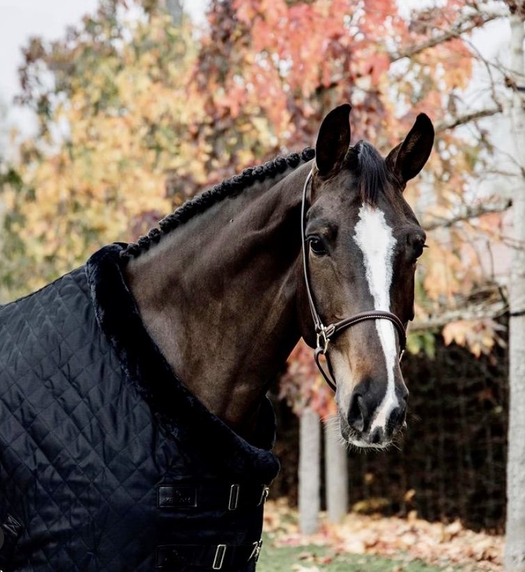 Kentucky Horsewear Limited Edition Black/Black Show Rug