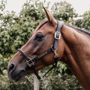 Kentucky Horsewear Anatomic Leather Head Collar - Image 1