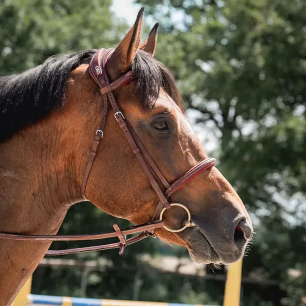 CWD Sport Color Anatomic french noseband bridle with stitching BR09FHSPM - Image 4